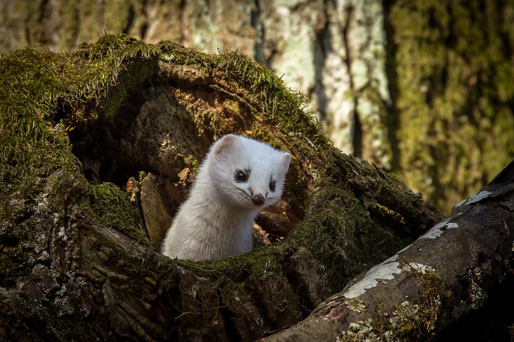 Photograph by Андрей Костромин