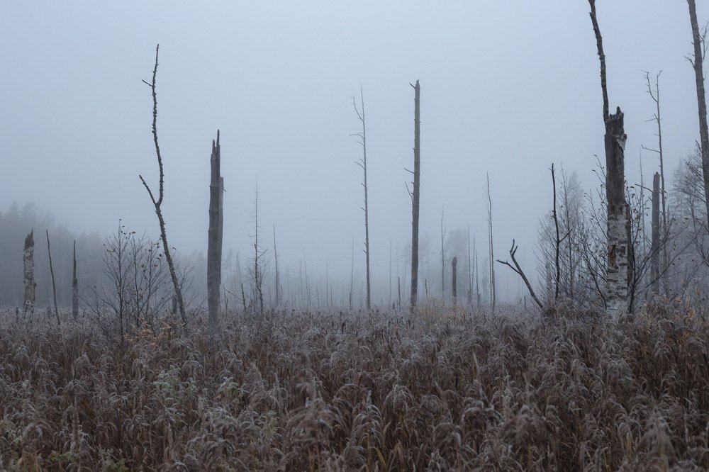 Swamp in morning october mist
