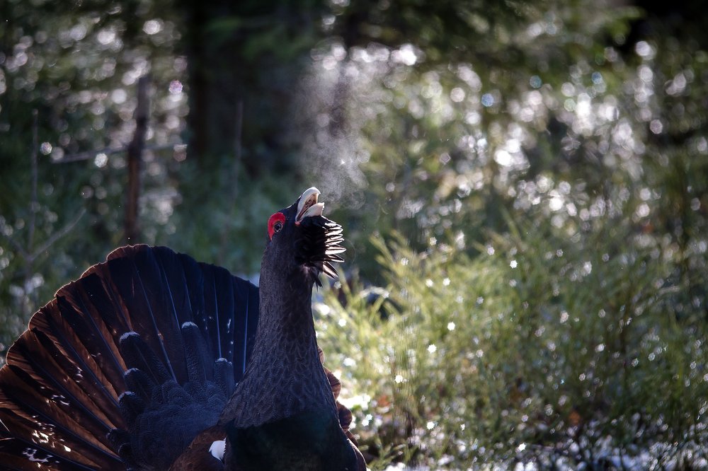 Photograph by Андрей Костромин