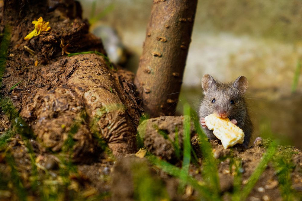 A mouse and a cracker