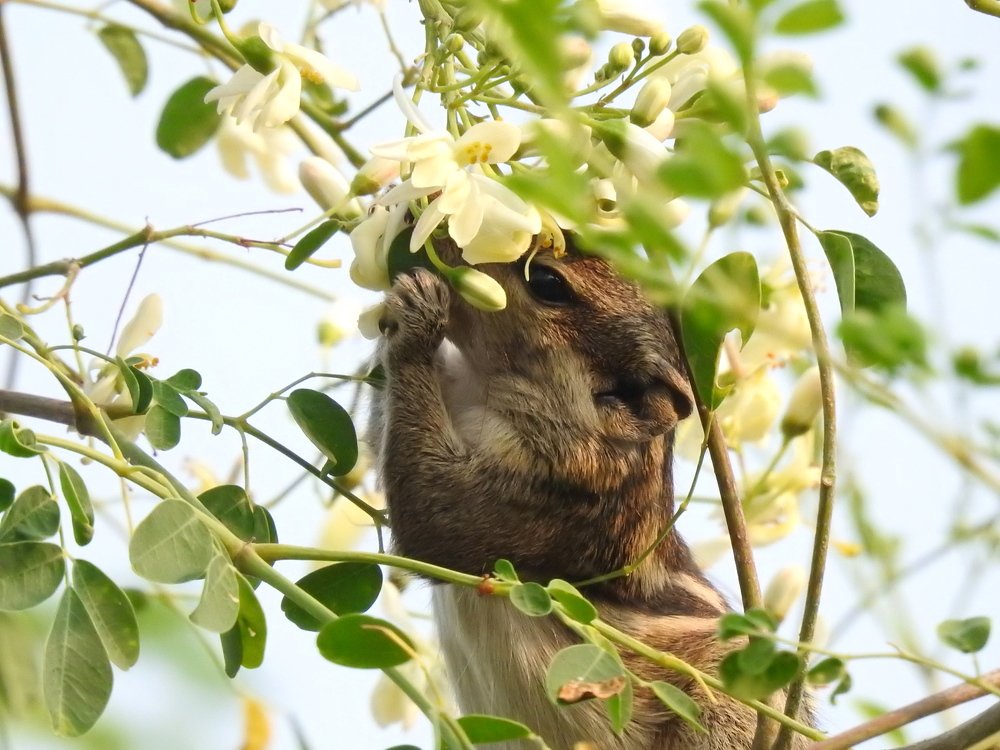Indian Palm Squirrel