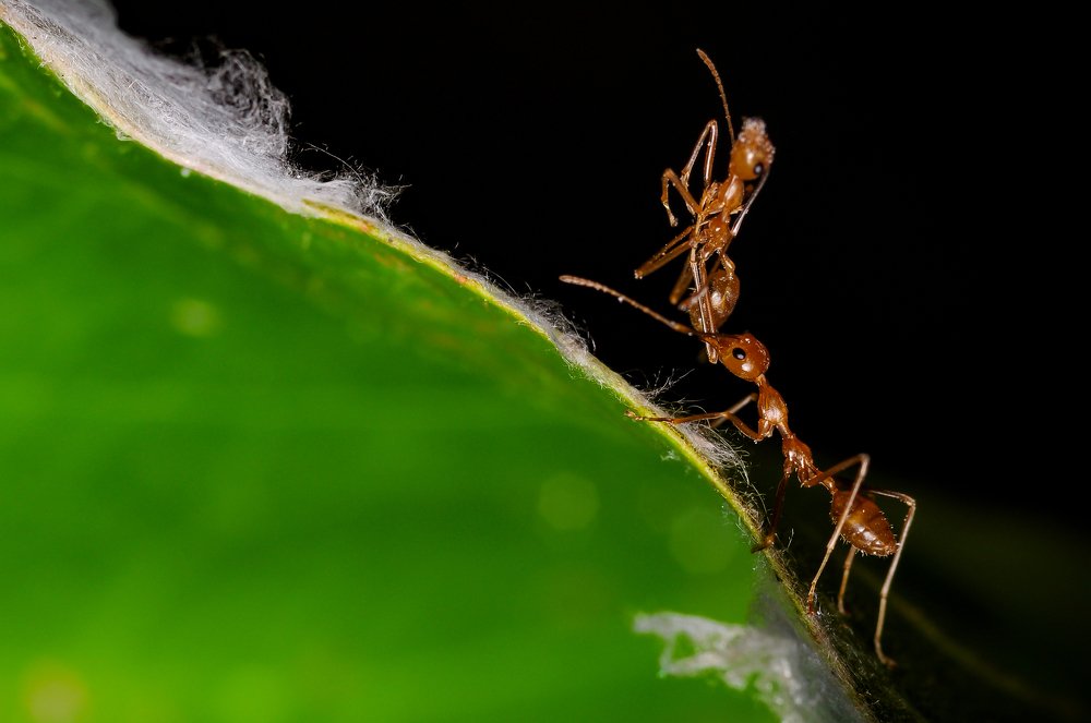 Photograph by Sidney Po