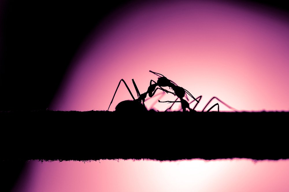 Photograph by Sidney Po