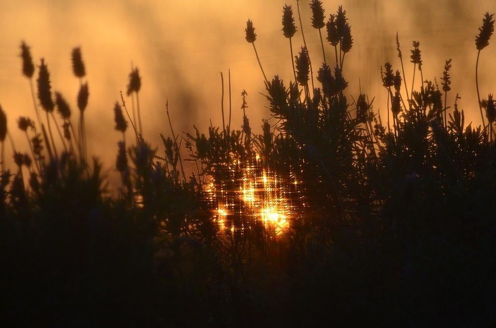 Reflejos entre las flores.