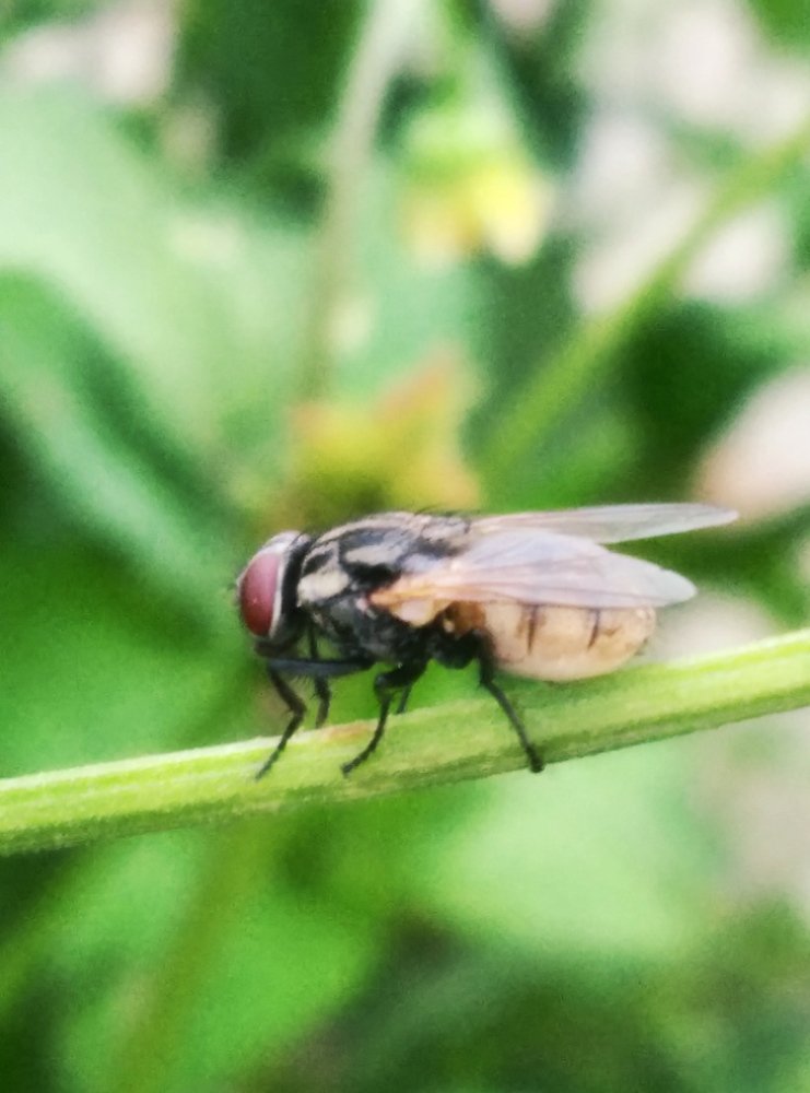 Фотография автора Raju Bhlon