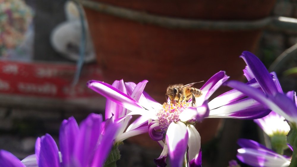 Business of Bee