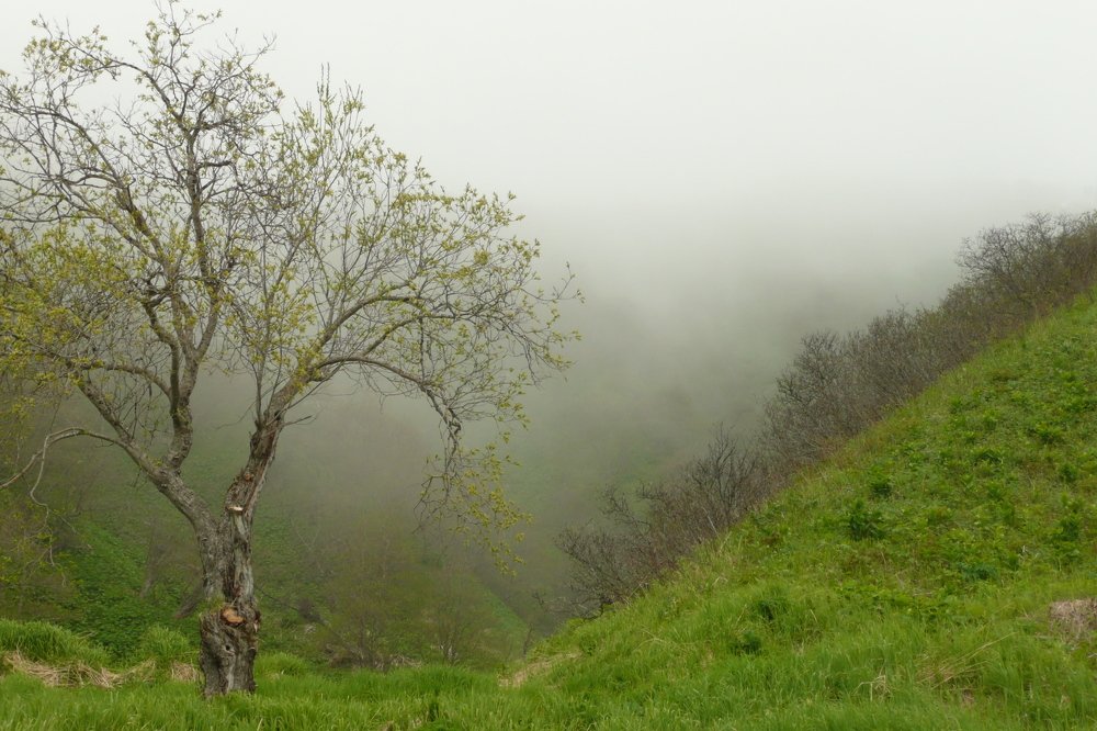 Весенний туман