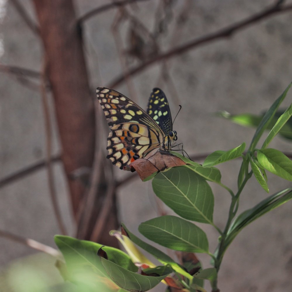 Photograph by Pavnil Patel