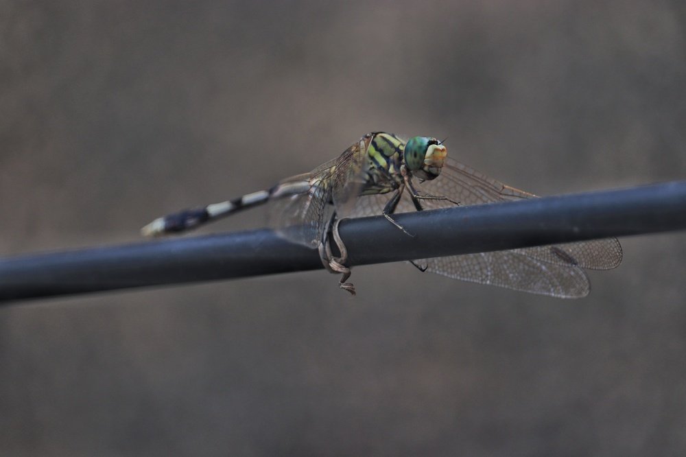 Photograph by Pavnil Patel