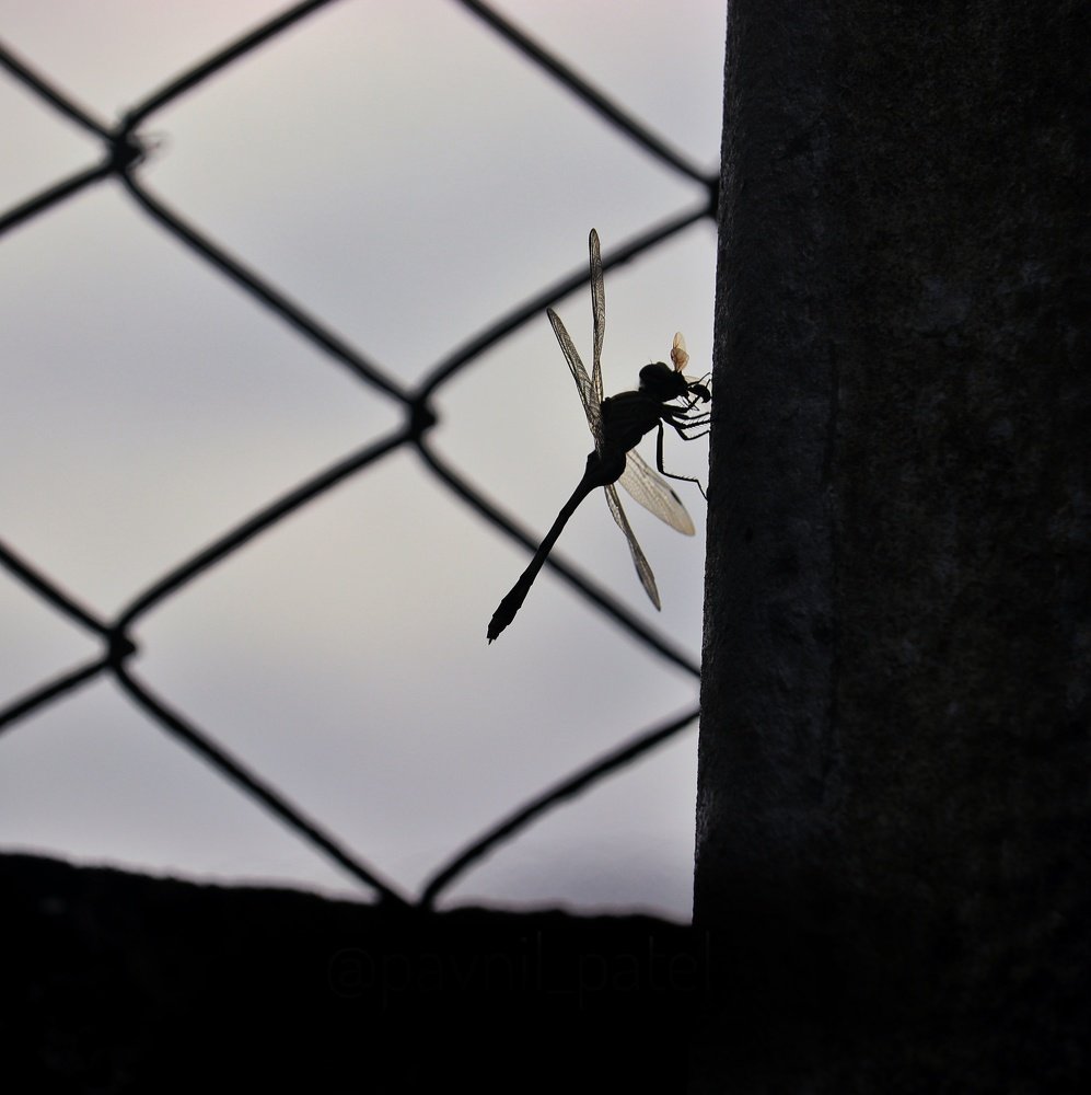 Photograph by Pavnil Patel