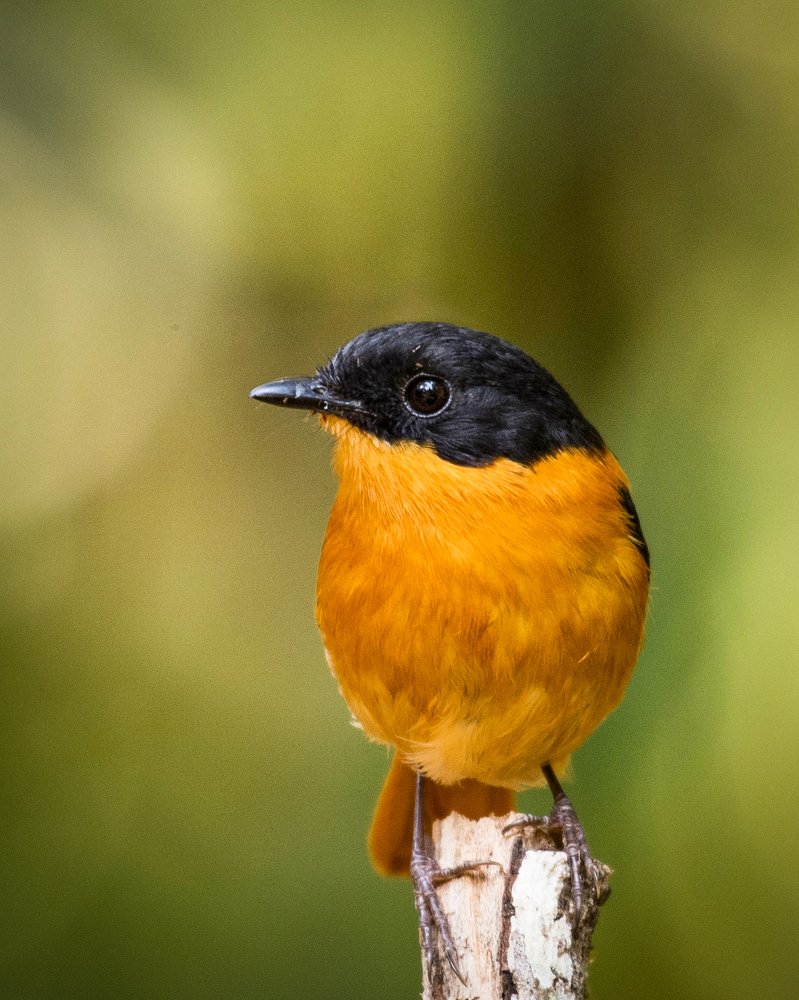 Photograph by Nutan Khedekar