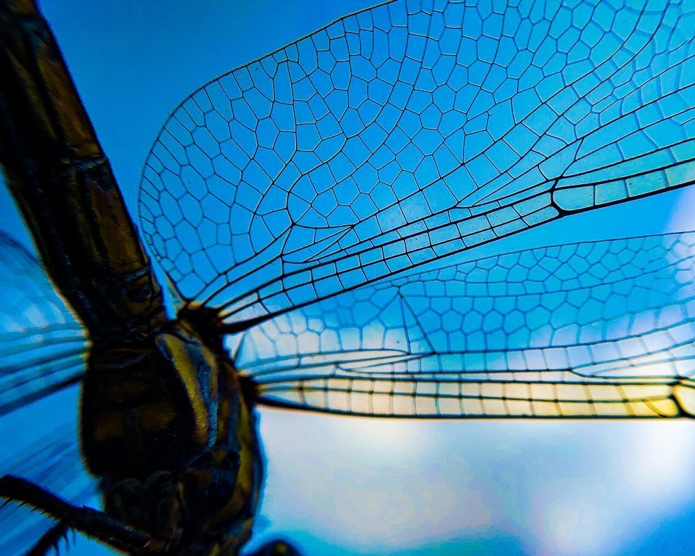 Wings of Freedom