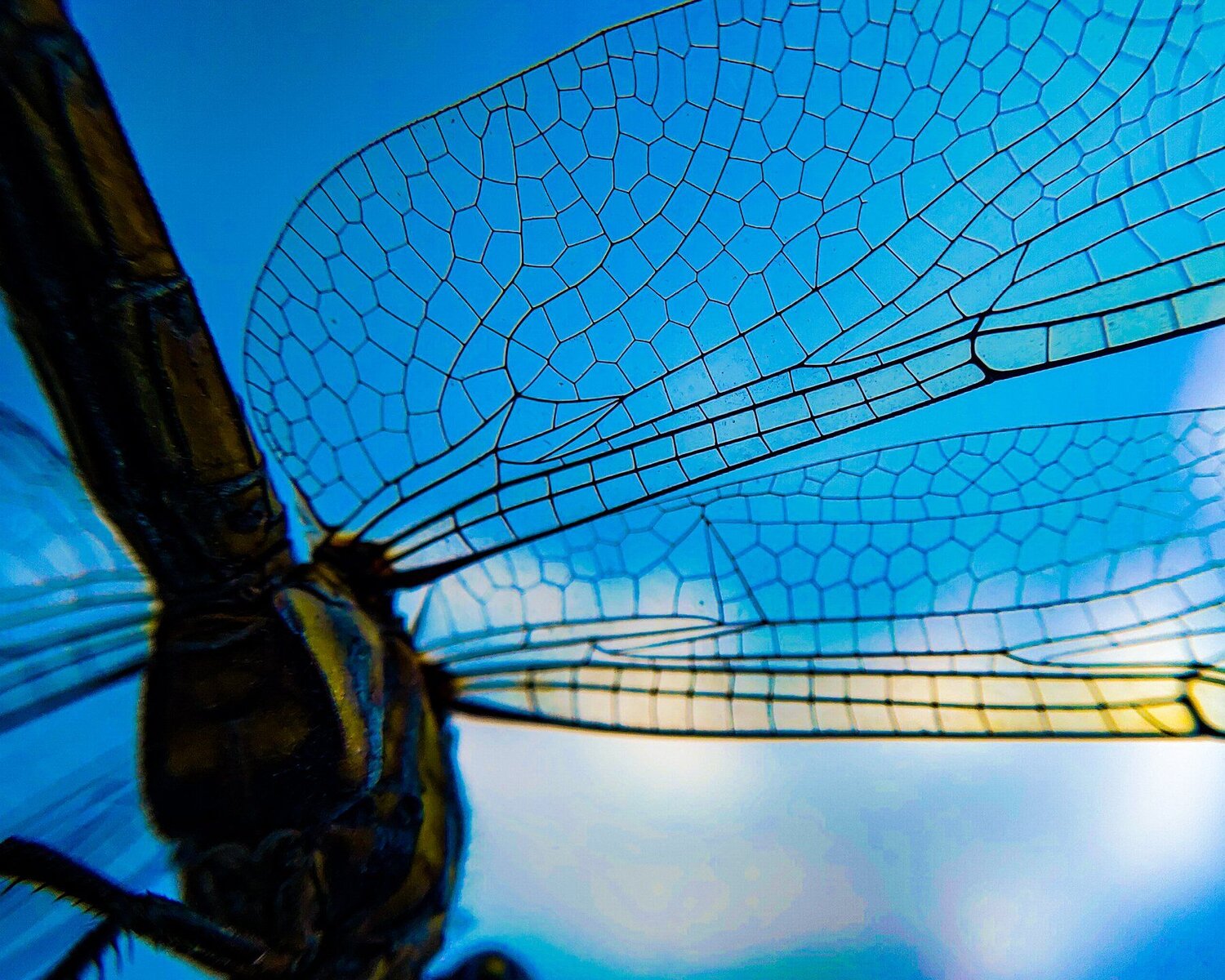 Wings of Freedom