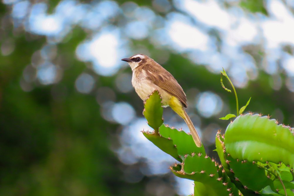 Pregnant Yellow vented bulbul