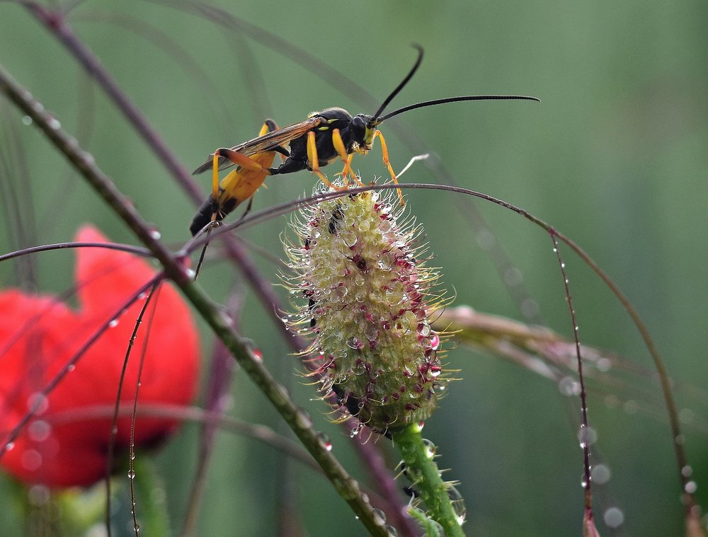 Прогулка по росе...