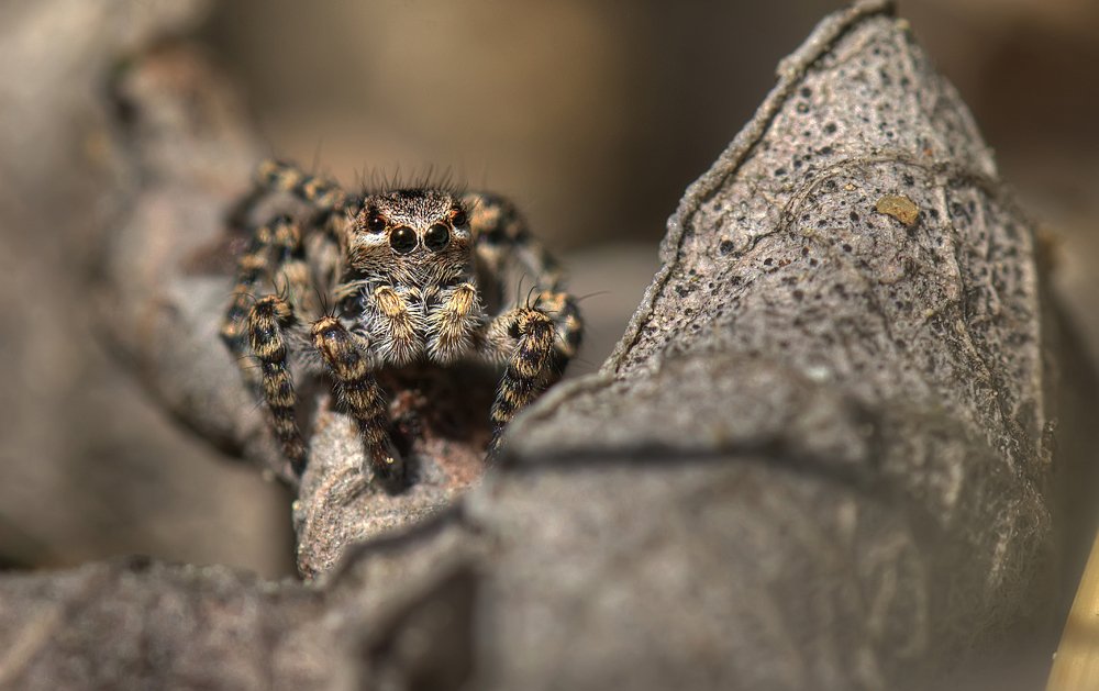 Леопард на охоте