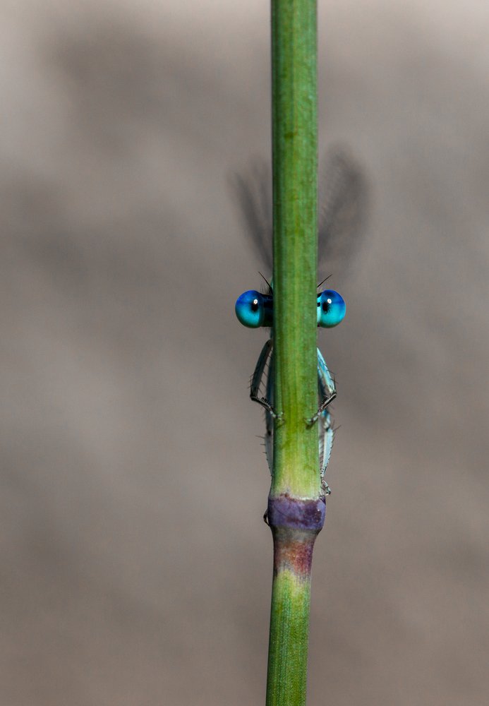 Игра в прятки