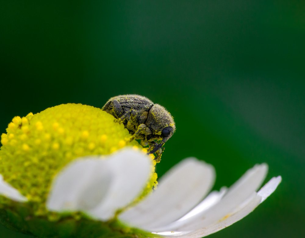 Долгоносик