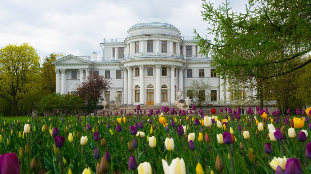 Фестиваль тюльпанов.