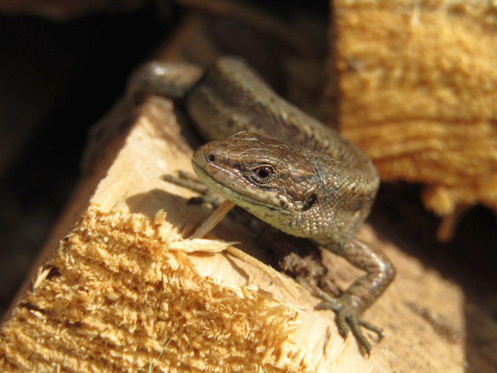 Любопытная ящерка