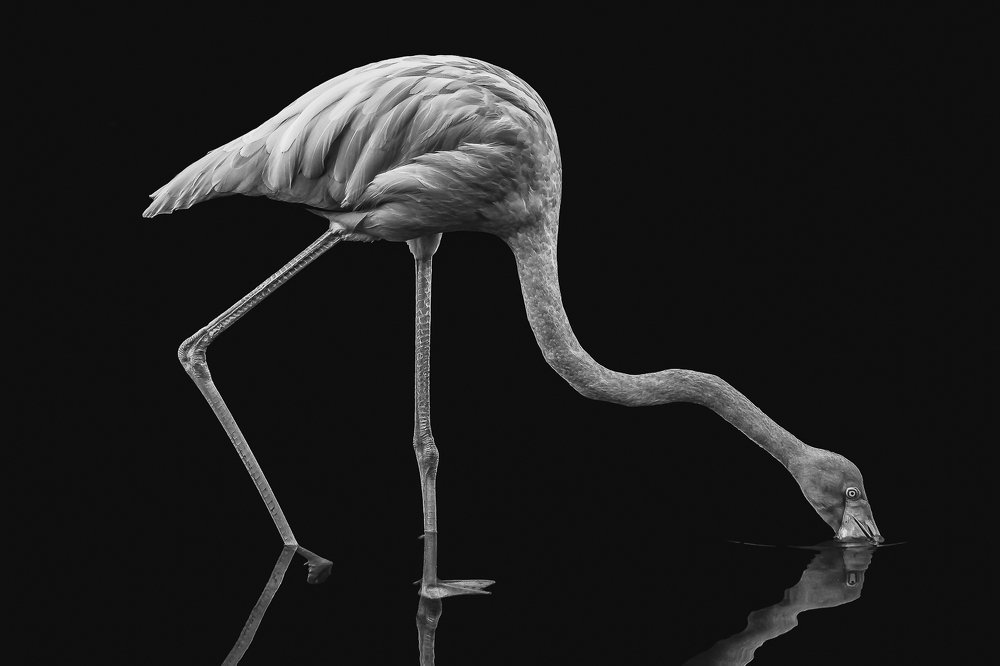 Portrait of a flamingo