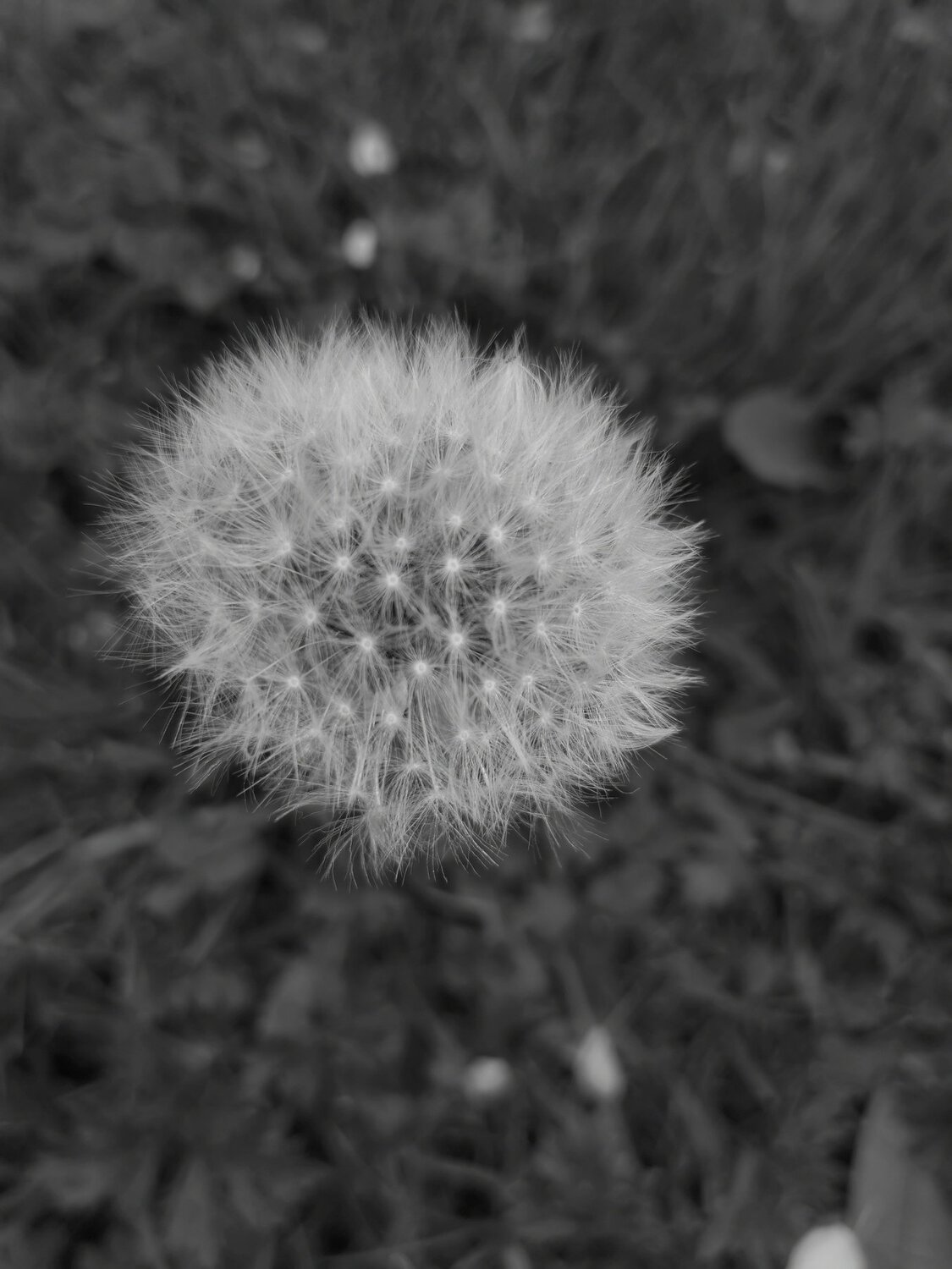 dandelion