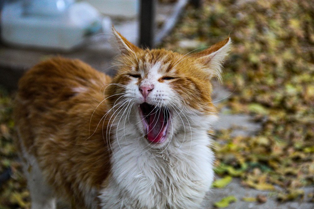 Photograph by Eleni Zingirli