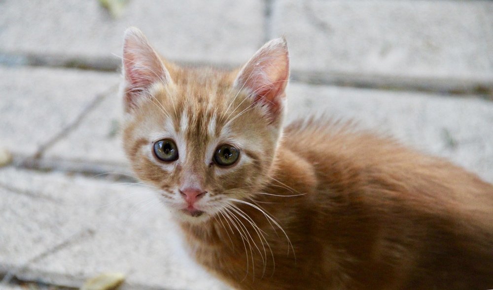 Photograph by Eleni Zingirli