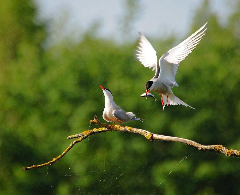 Фотография автора Антип