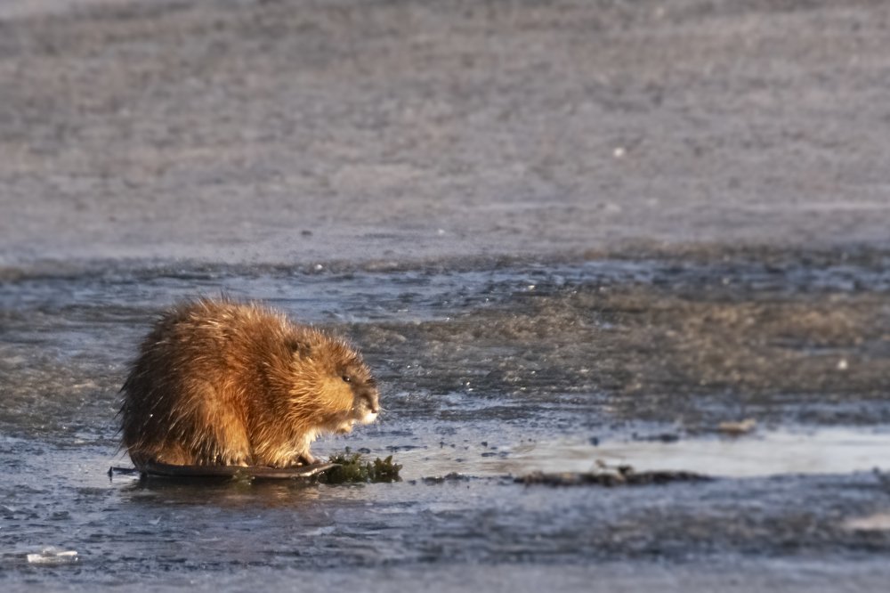 Photograph by Амир Гильмутдинов