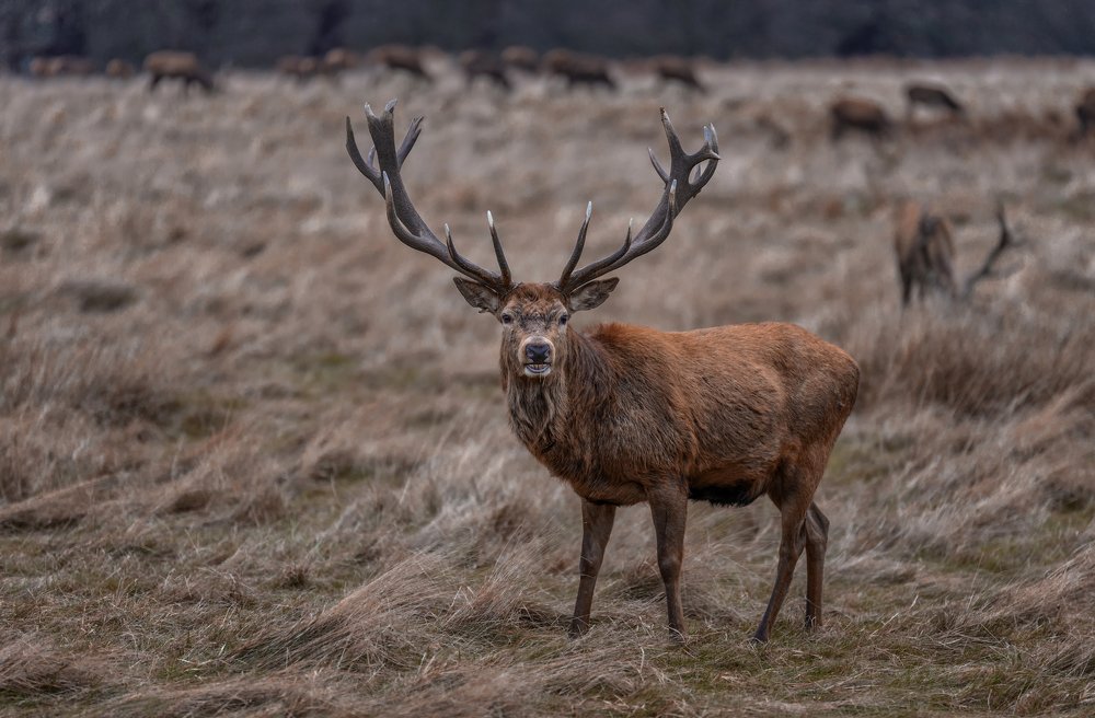 Photograph by Tomas Donauskas
