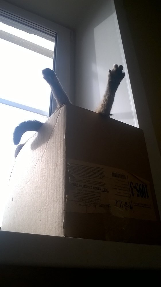 Photo #4660230