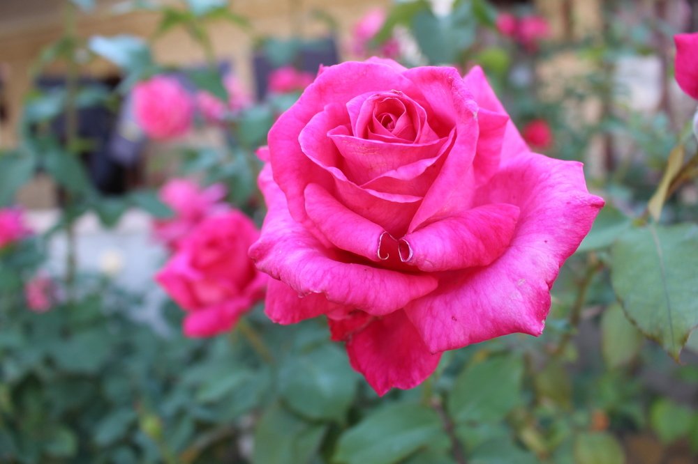 Rose