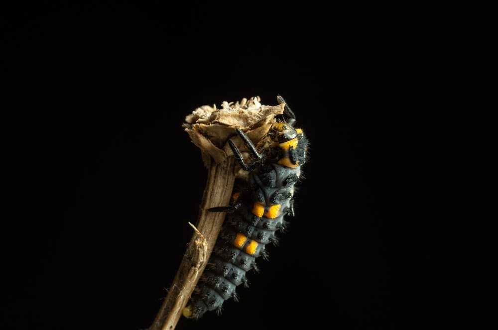 Photograph by Михаил Курихин