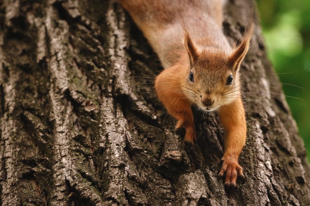 Орешки есть? ...А если найду?