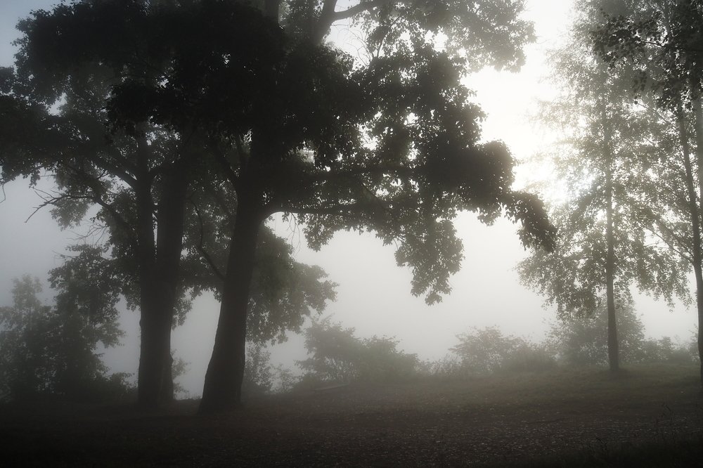 Photograph by 