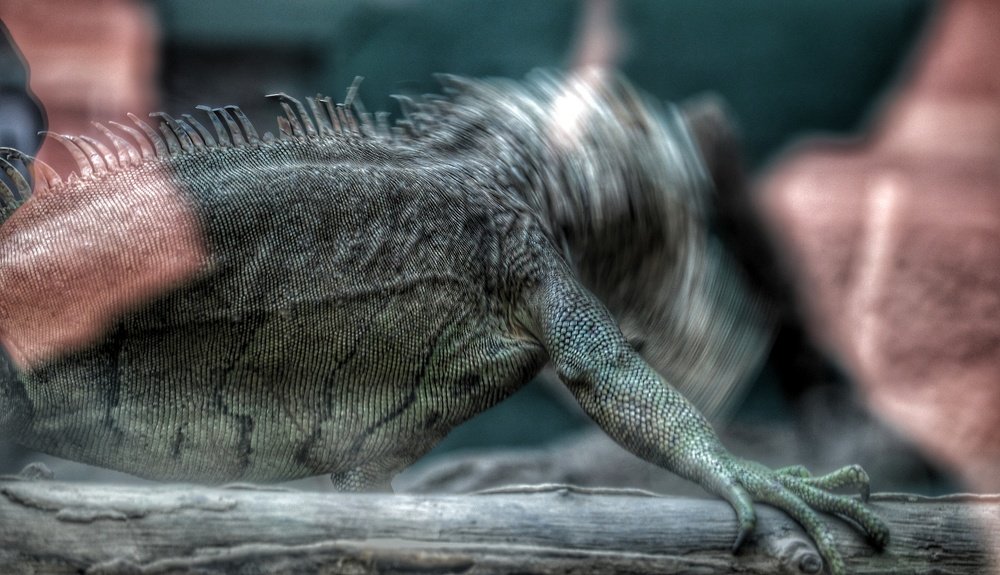 Photograph by Alka Priyadarshinee