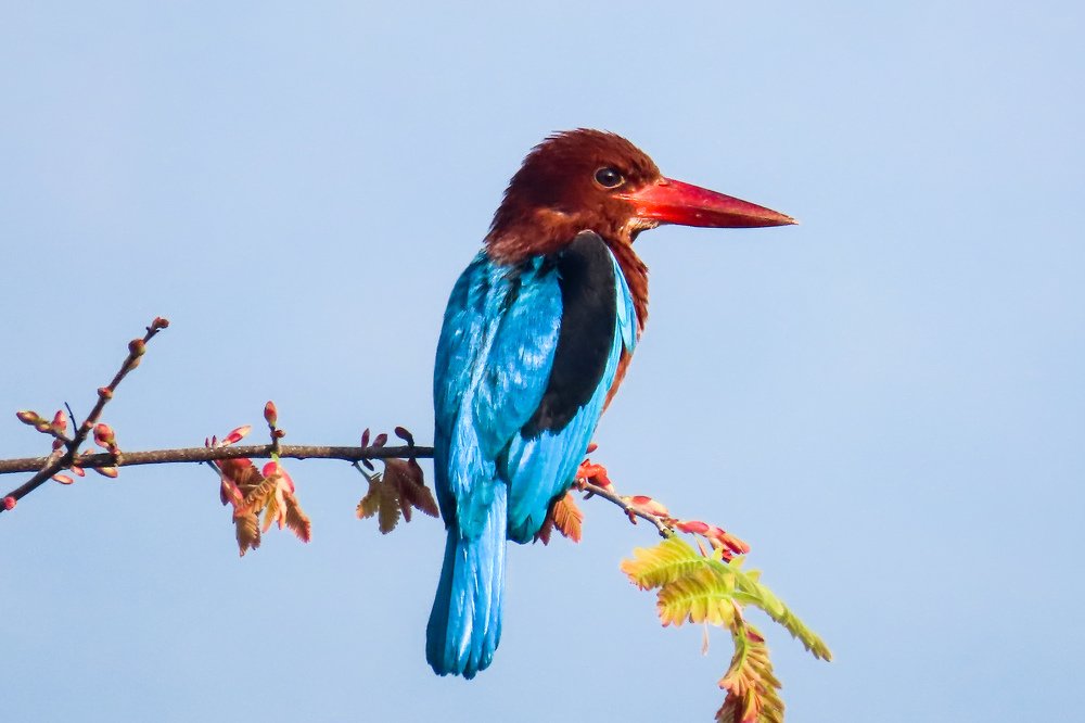 brown breasted kingfisher