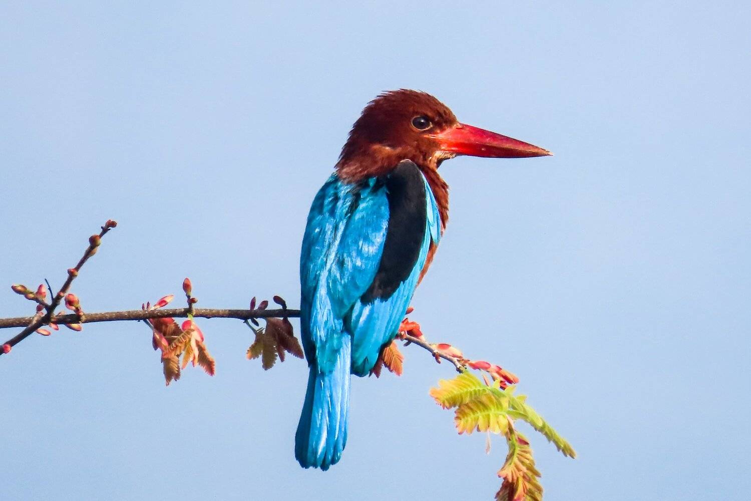 brown breasted kingfisher