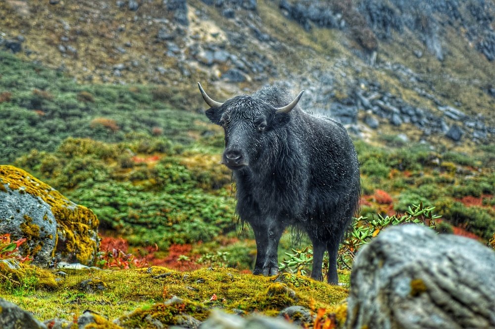 Фотография автора AD Ajay