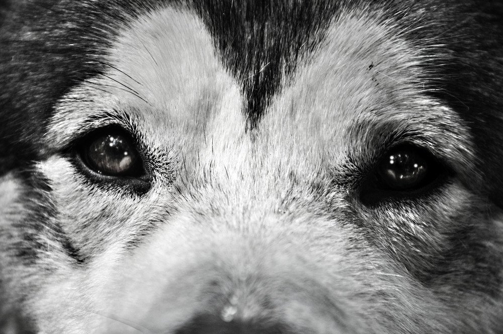 Глаза друга