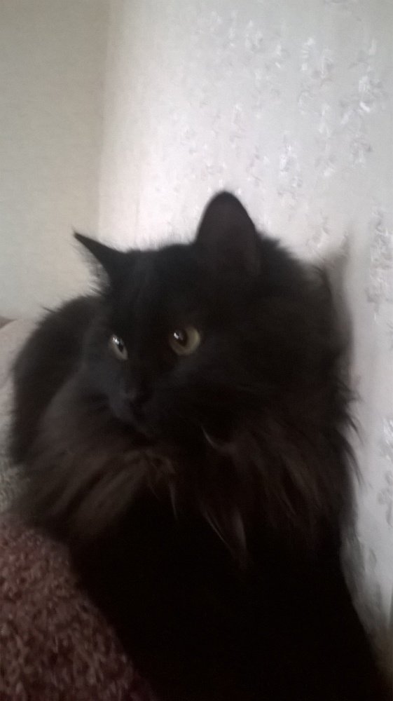 Photo #4661221