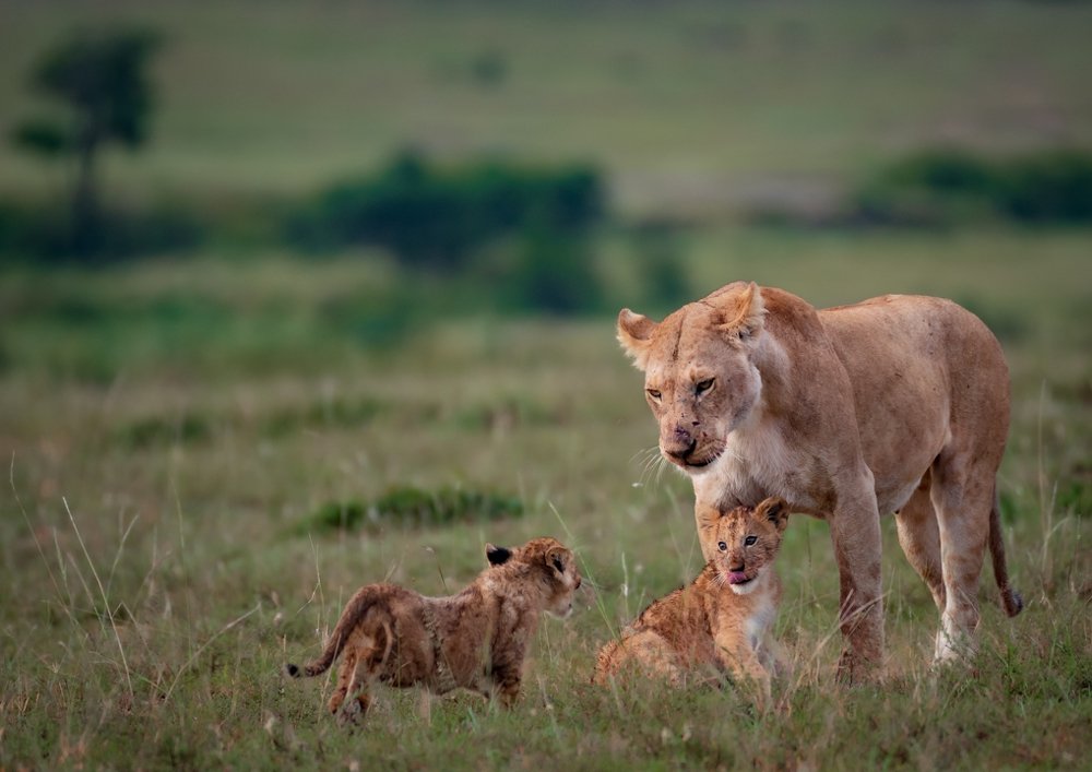 Фотография автора Ravikumar Kannaiyan