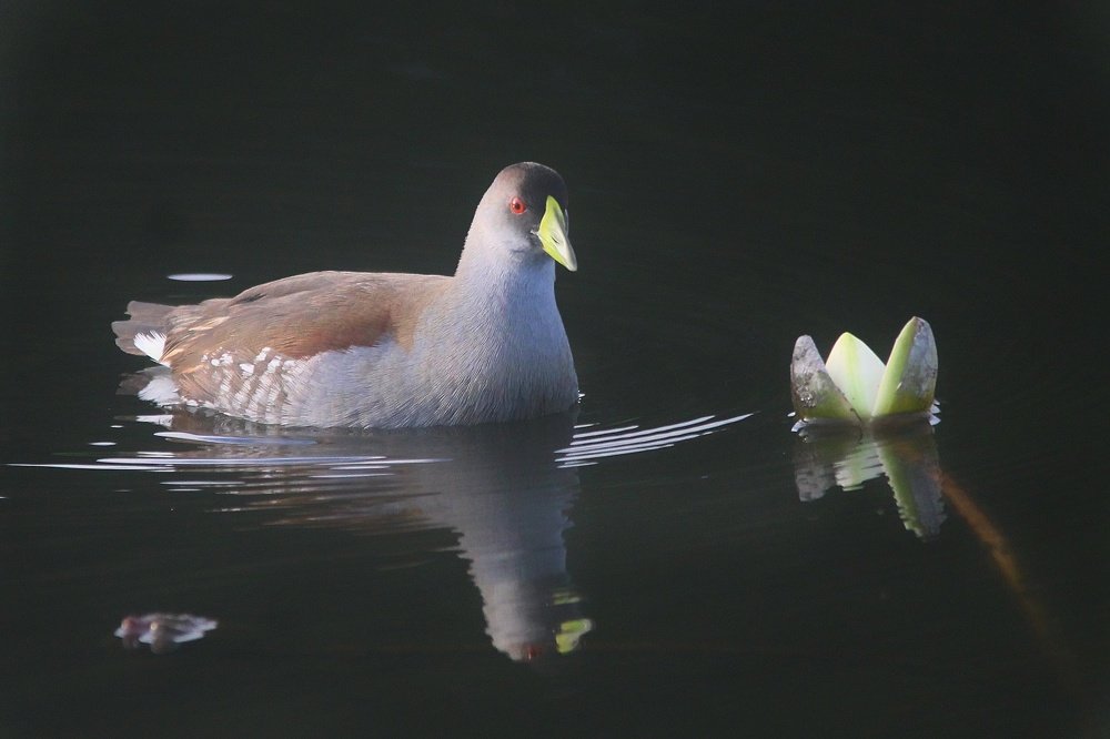 Alone in the river