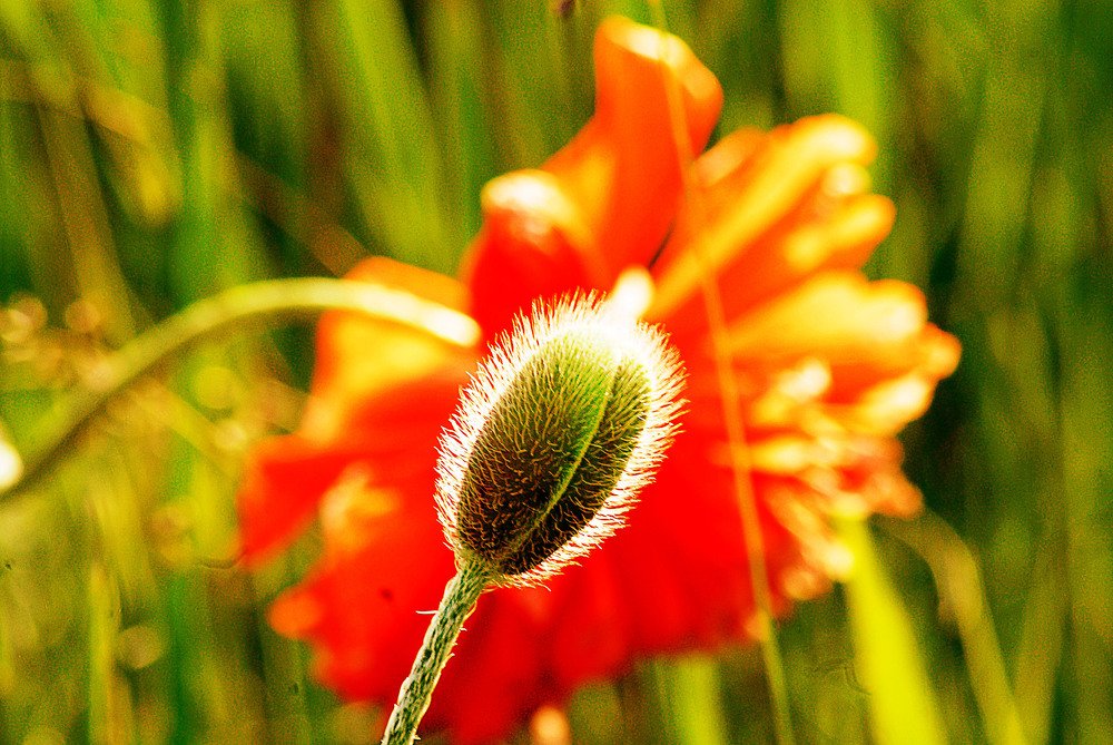 Рождение цветка