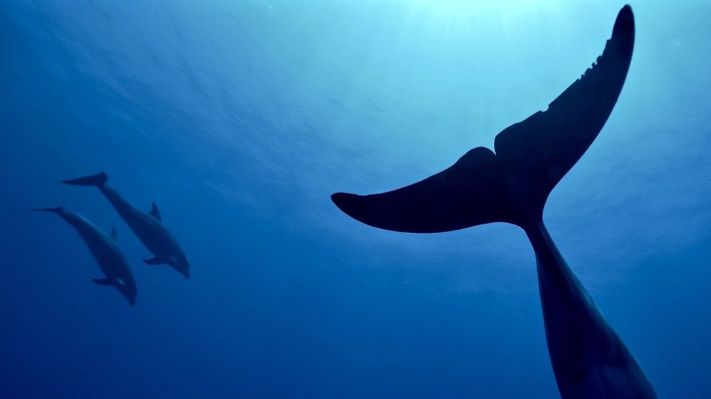 Photograph by Serge Melesan