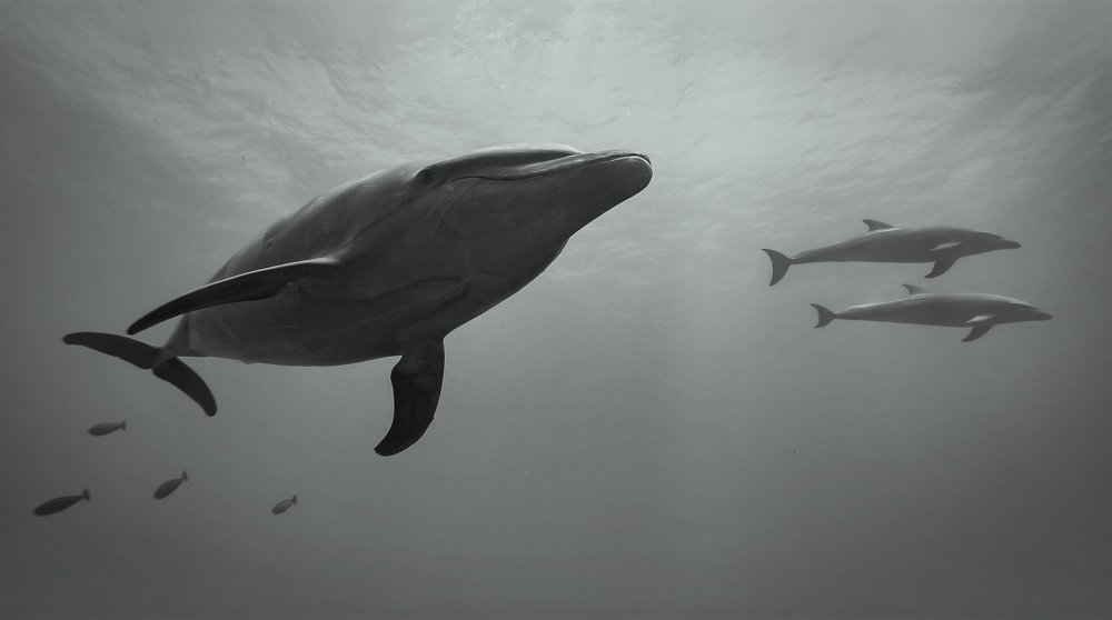 Photograph by Serge Melesan