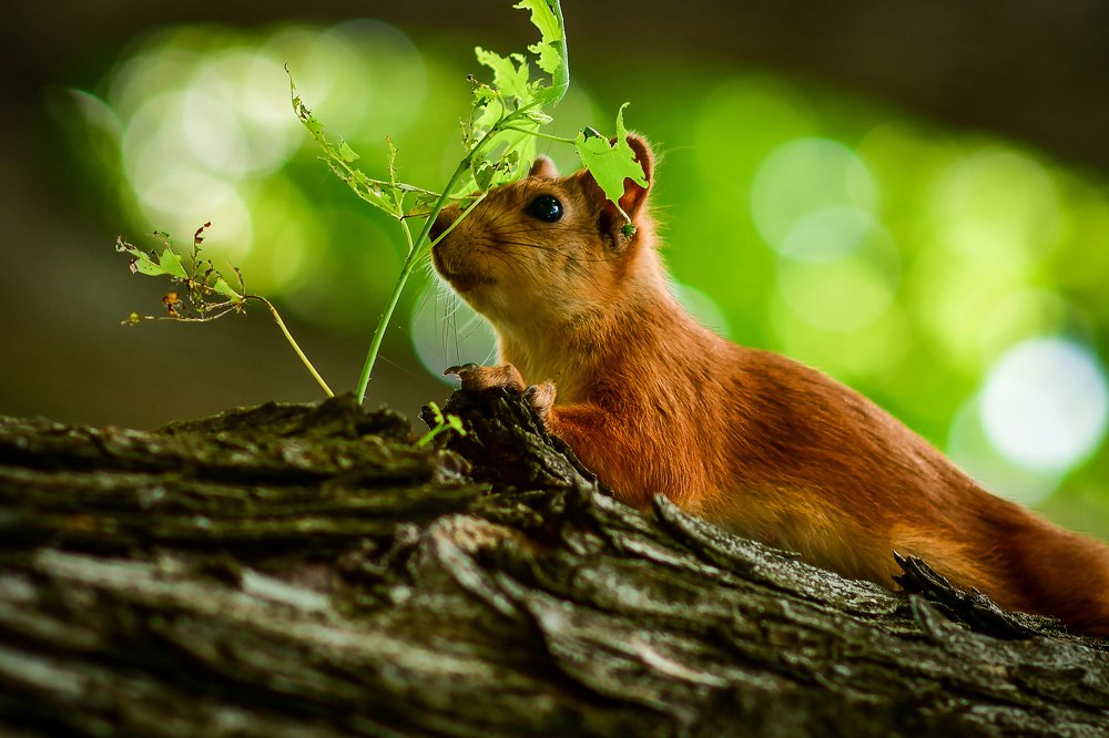 Photograph by Анастасия Донская