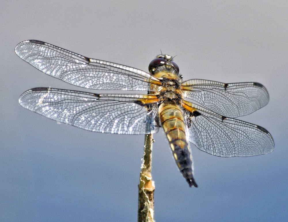 Photograph by Ирина Курицына