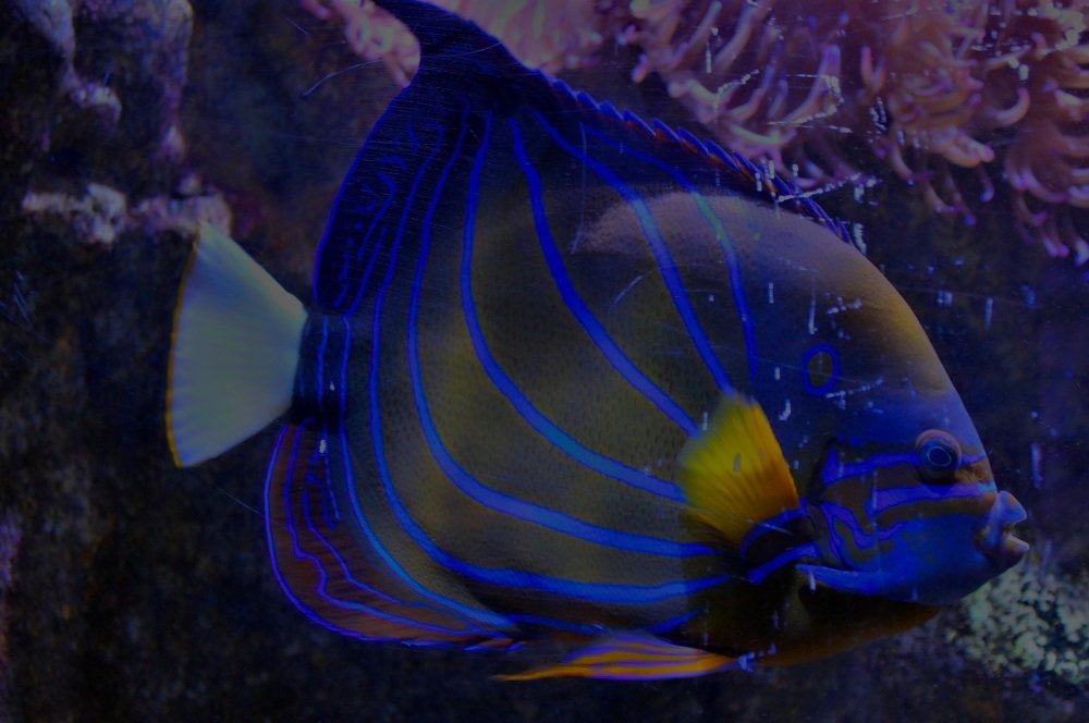 Photograph by Francisco Ferreira